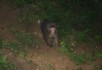 A monkey