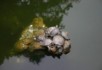 Terrapins and their wages