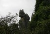 A cat