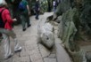 A crocodile