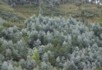 Eucalyptus trees
