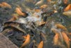 Greedy golden carp