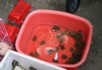 Baby terrapins - Bird and flower market