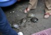 Baby tortoises - Bird and flower market