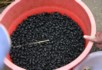 Beetles used for making wine - flower market