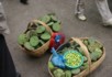 Lotus heads - Bird and flower market