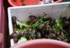 More snails - Bird and flower market