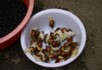 Snails to be eaten - bird and flower market