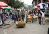 Sunflowers on the move - Bird and flower market