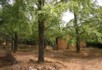 A view of the gingko forest