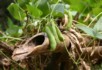 Growing peas