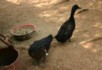 One of these could be our lunch in the gingko forest