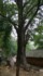 The 1000 year old tree in the gingko forest