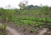 Cabbages at the Ling canal