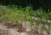 Some plants growing by the canal