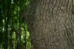 A double breasted tree