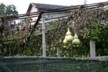 Bottle gourds