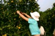 Lily picking tangerines