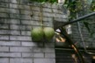 Pomelos