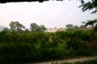 Tangerine orchard
