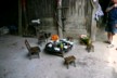 Lunch table
