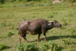 Water buffalo