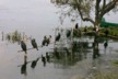 Bill's cormorants