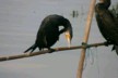 Cormorant cleaning itself