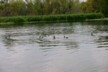 Cormorants fishing