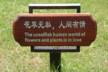 Dali Chinglish 2