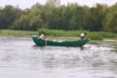 Fishing with cormorants