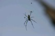 Spiders web
