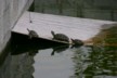 Terrapins having a rest
