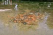Dozy fish