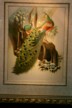 Mr Yu's Peacock