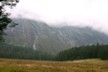 Above Spruce Meadow