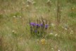 Blue flowers