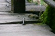 Chipmunk