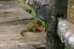 Chipmunk on plank walk