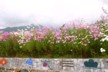 Cosmos everywhere growing wild