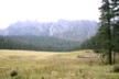 Jade mountain spruce meadow