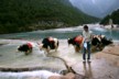 Photo on yak