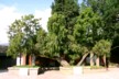 Split hedge willow tree