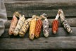 Corn varieties
