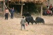 Bulls fighting