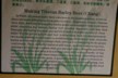 Barley Beer recipe