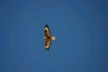 Himalayan Griffon Vulture