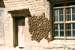 Yak pats drying
