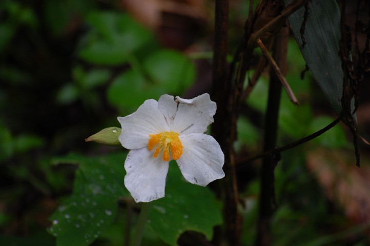 Another Zhangjiajie flowering bush
