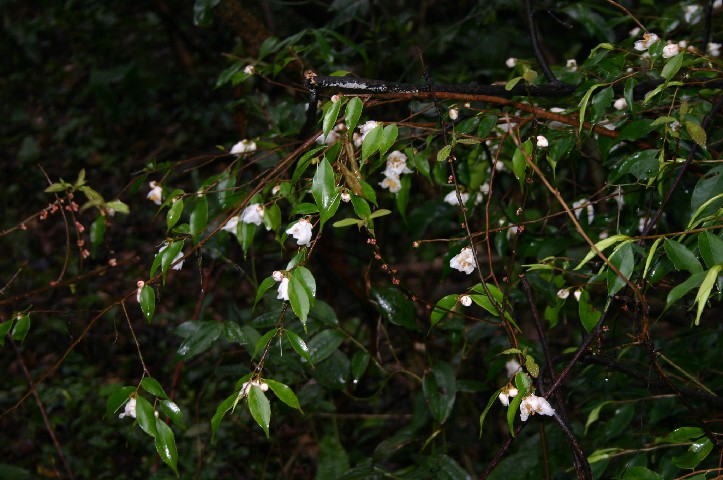 Flowering shrub